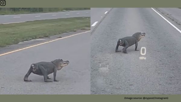 Robert Mendyk, a reptile expert at the Audubon Zoo, explained that the gator likely lost its tail in a violent fight with another alligator (Image source: @nypost/Instagram)