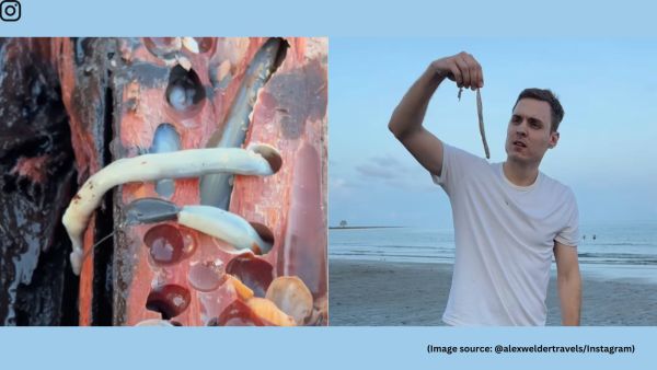 Tamilok, despite its nickname, is not a worm but a wood-boring mollusc harvested from decaying mangrove wood (Image source: @alexweldertravels/Instagram)