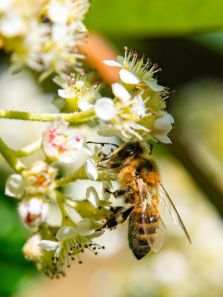 World Bee Day 2025: 10 reasons why bees are important