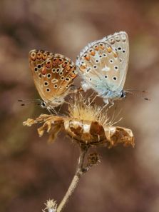 10 Most Beautiful Butterflies in the World