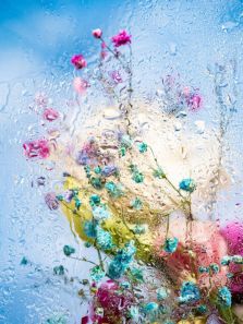 10 Flower that turn Transparent in Rain