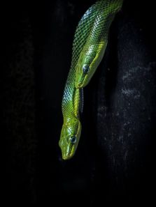 10 fastest snakes in the world