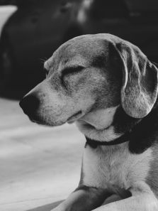 5 facts about Beagles