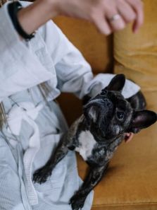 5 dog breeds that are easy to train at home