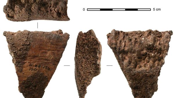 Whale Bone Tools