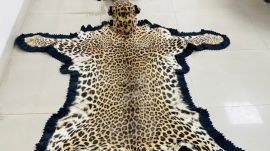 wildlife, trafficking, leopard skin