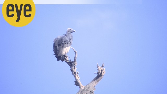 Whiterumped Vulture