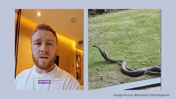 A tourist in Thailand finds king cobras just outside his ground-floor room (Image source@thailand_thb/ Instagram)