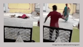 A group of monkeys attacks an elderly woman in Telangana (Image source @bbctamil/Instagram)