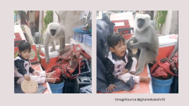 A langur snatched a boy's roti, causing him to cry (Image Source: @gharkekalesh/X)