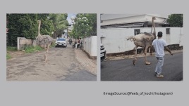 An ostrich roams on the streets of Aluva, near Kochi. (Image Source: @feels_of_kochi/Instagram)