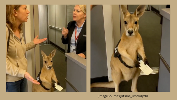 AI-generated video of a kangaroo trying to board a plane went viral. (Image source: @itsme_urstruly/ X)