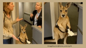 AI-generated video of a kangaroo trying to board a plane went viral. (Image source: @itsme_urstruly/ X)