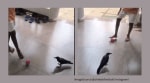 A crow plays football with a young boy. (Image source: @chakdefootball)