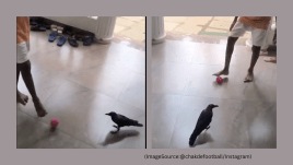 A crow plays football with a young boy. (Image source: @chakdefootball)