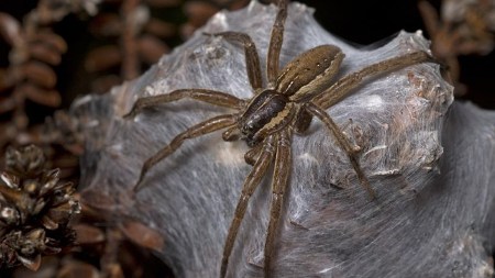 Some animals pretend to be dead to survive, hunt, or even find love