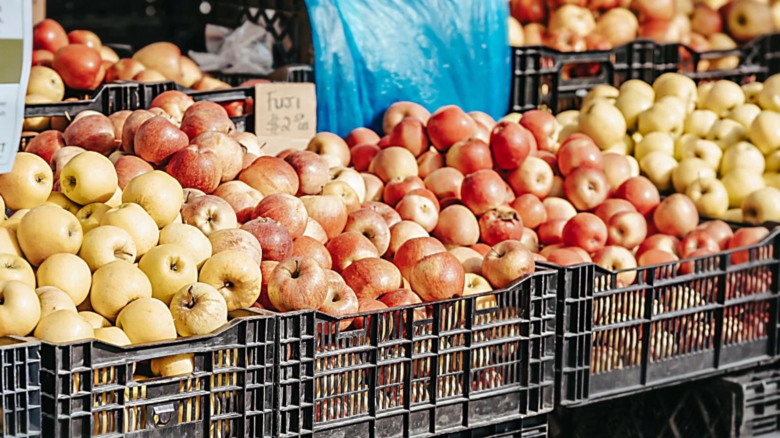 Indian Fruit Traders Prepare Boycott of Turkish Apples Later Season