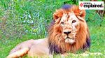 Asiatic lions, Asiatic lions population, Gujarat Asiatic lions population, Gir forest, lions population, Ahmedabad news, Gujarat news, Indian express, current affairs