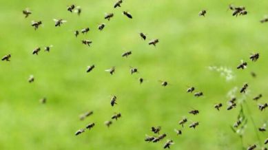 Uttar Pradesh bee attacks, Uttar Pradesh jackal attacks, bee attacks, jackal attacks, Uttar Pradesh government, Lucknow news, Uttar pradesh news, Indian express, Current affairs