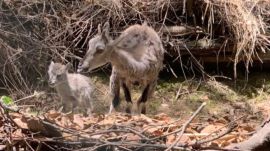 blue sheep offspring kufri