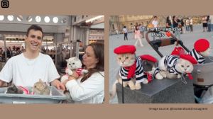 The four impeccably behaved cats are Louie, Todd, Apollo, and Elvis