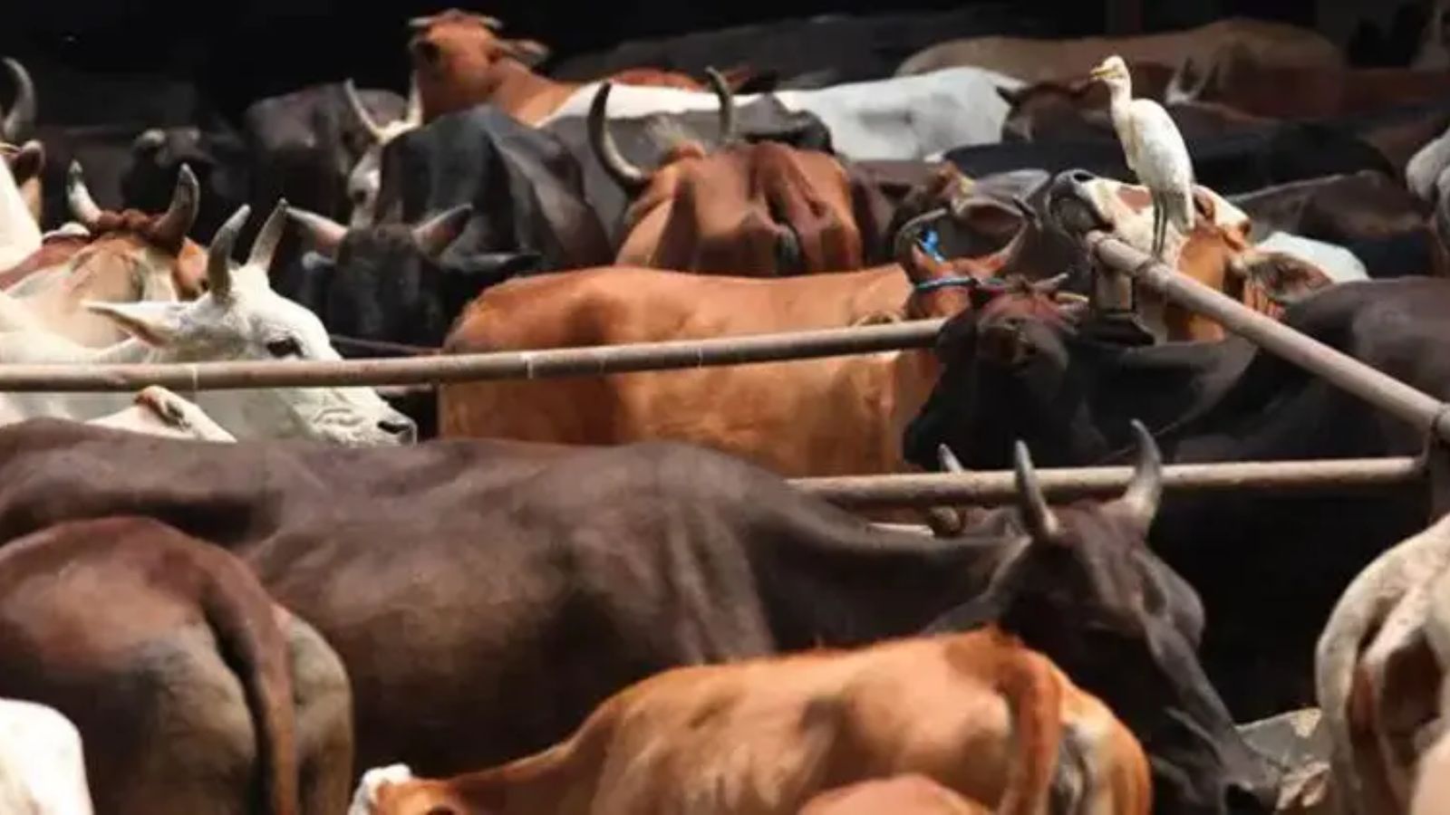 Policeman killed by ‘cattle smugglers’ truck’ after it breaks through barricade in J&K’s Samba | India News