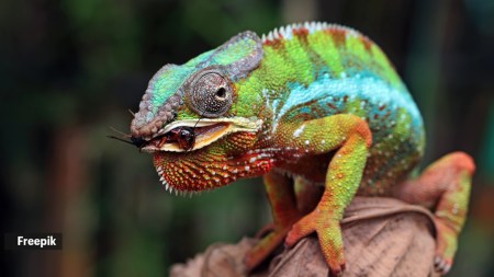 chameleons change colour for thermoregulation