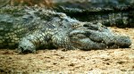 Do crocodiles really sleep with one eye open?
