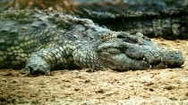 Do crocodiles really sleep with one eye open?