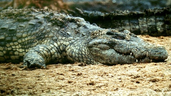 Do crocodiles really sleep with one eye open?