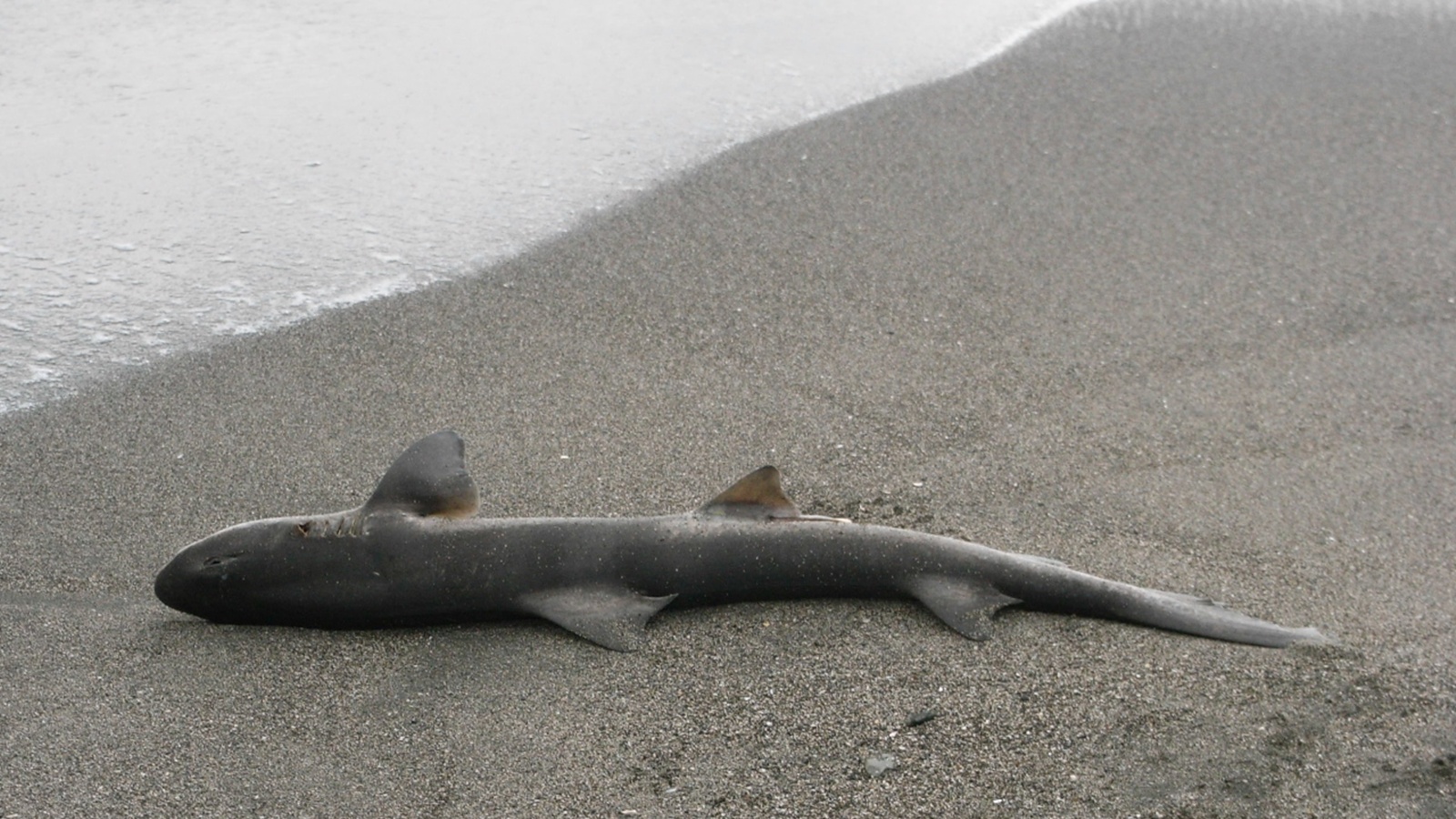 algae bloom australia