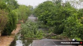 delhi thunderstorm trees falling