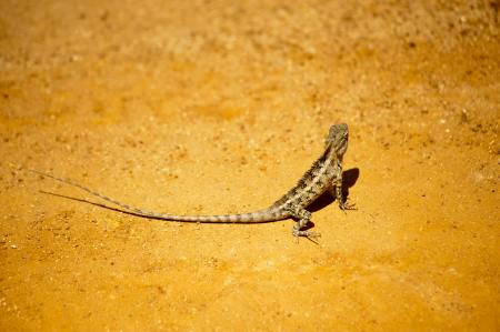 desert lizard