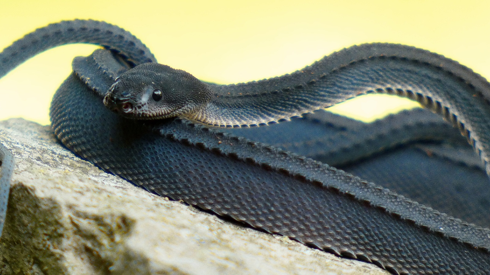 dragon snake