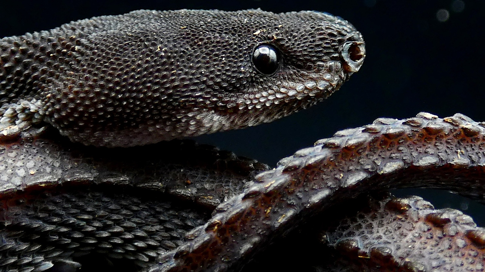 Meet the dragon snake: The rare reptile that looks straight out of a fantasy film