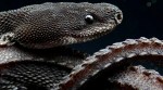 dragon snake