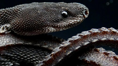 dragon snake