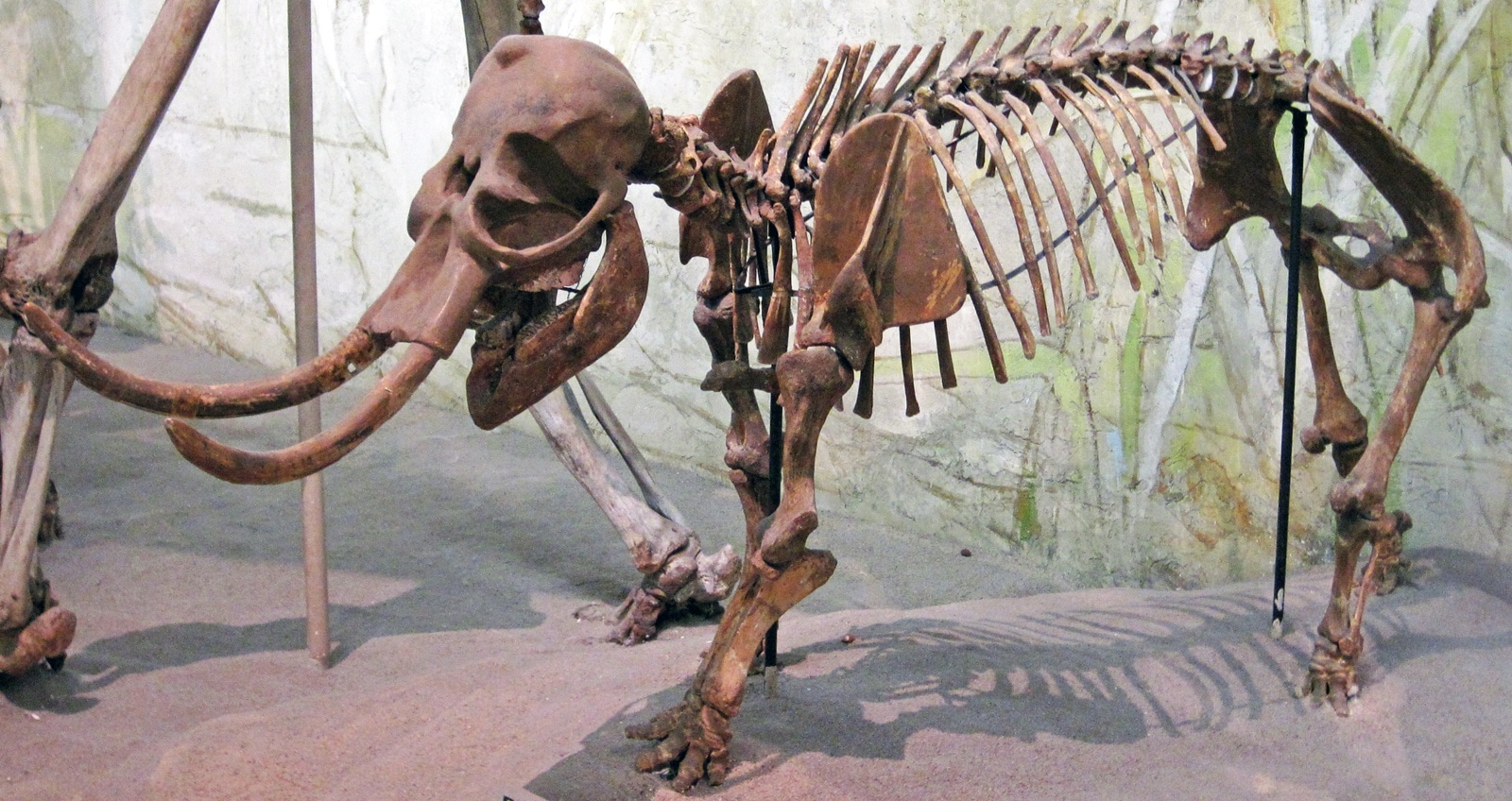 Believe it or not, some elephants once lived on islands like Crete and Sicily — and they were tiny compared to their mainland relatives.