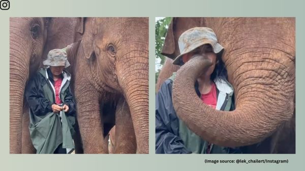 Chailert stressed on the remarkable emotional intelligence and empathy elephants are capable of expressing (Image source: @lek_chailert/Instagram)