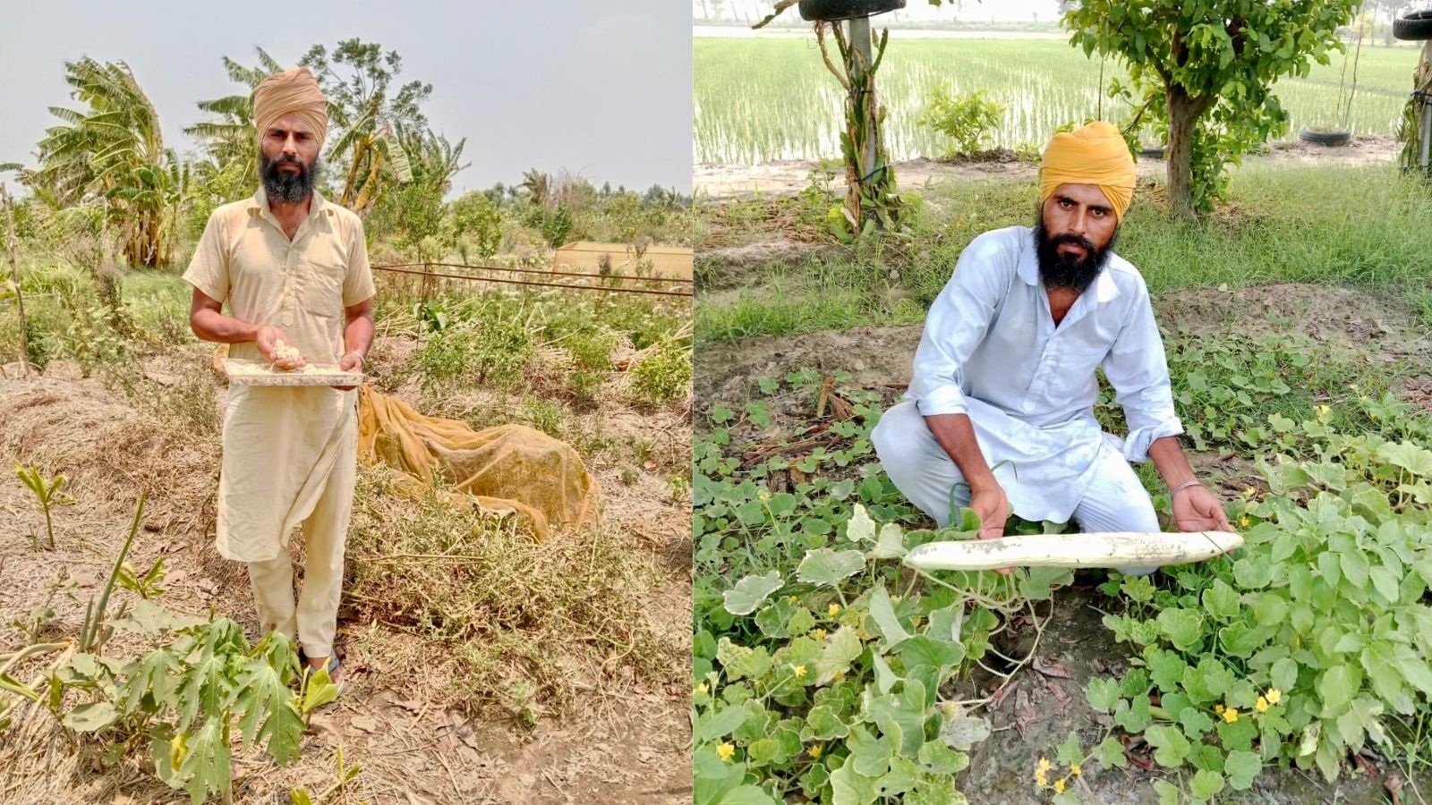 seed bank, wheat paddy