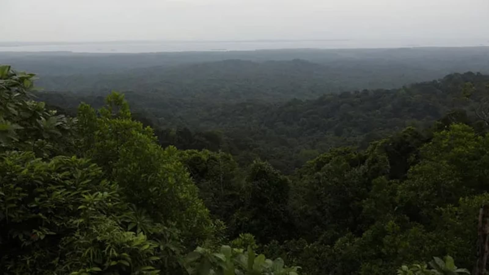 Supreme Court declares Zudpi jungles in Vidarbha as 'forest lands