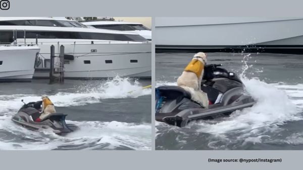 A video of a golden retriever riding a jet ski in Florida has caught the Internet’s attention and is winning hearts (Image source: @nypost/Instagram)
