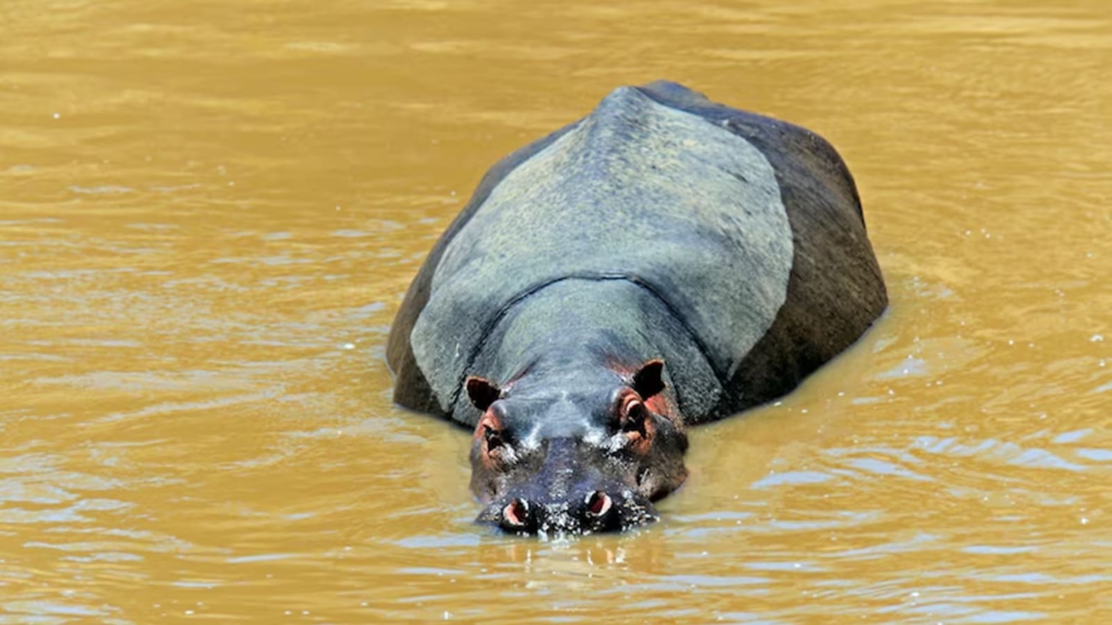 Here’s a closer look at this strange but fascinating fish and how it’s more than just dinner on your plate.