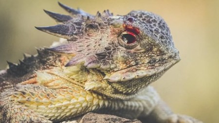 Horned lizards have a bizarre defense mechanism