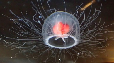 Discover the amazing immortal jellyfish (Turritopsis dohrnii), a sea creature capable of reversing its ageing process (Source: Wikimedia Commons)