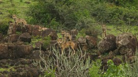 If you’re picturing plush safaris and Instagrammable lodges, think again. Mahuadanr is raw—this is wildlife tourism the way it was before luxury tents and curated forest experiences