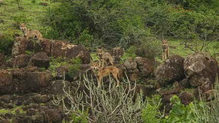If you’re picturing plush safaris and Instagrammable lodges, think again. Mahuadanr is raw—this is wildlife tourism the way it was before luxury tents and curated forest experiences