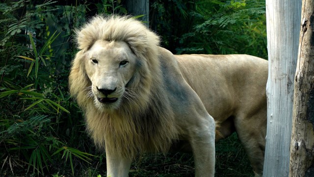 Lioness