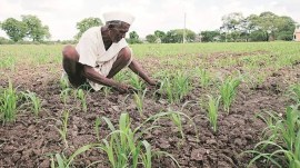 maharashtra farmers crop loss