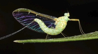 From mayflies to killifish and pygmy gobies, here’s a look at nature’s shortest-lived creatures and how they make every minute count.